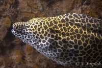 Gymnothorax favagineus - Laced Moray