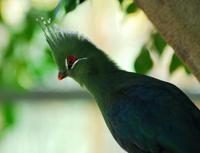 Image of: Tauraco livingstonii (Livingstone's turaco)