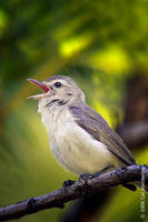 Image of: Vireo gilvus (warbling vireo)