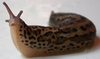 Image of: Limax maximus (giant garden slug)