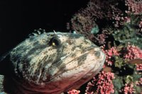 Ophiodon elongatus - Lingcod