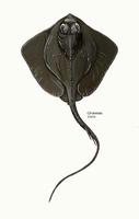 Image of: Dasyatis centroura (roughtail stingray)