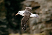 Photo: Black-browed albatross in flight