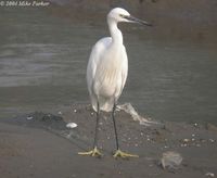 Little Egret - Egretta garzetta