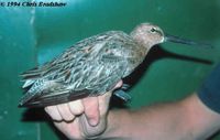 Asian Dowitcher - Limnodromus semipalmatus