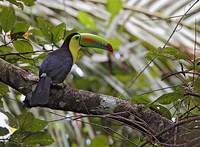 Keel-billed Toucan (Ramphastos sulfuratus) photo