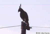 Long-crested Eagle - Lophaetus occipitalis