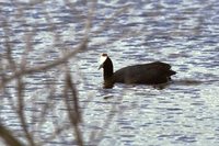 Red-knobbed Coot - Fulica cristata