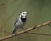 White Wagtail (Motacilla alba) photo