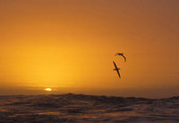 Royal Albatross (Diomedea epomophora) photo