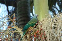 Wompoo Fruit-Dove - Ptilinopus magnificus