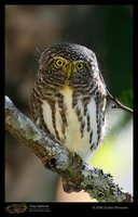 Asian Barred Owlet - Glaucidium cuculoides