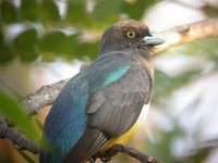 Citreoline Trogon - Trogon citreolus