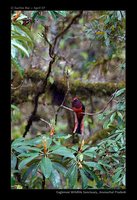 Ward's Trogon - Harpactes wardi