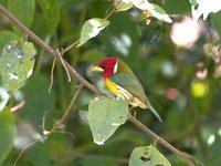 Red-headed Barbet - Eubucco bourcierii