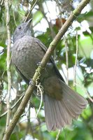 Cinnamon-vented Piha - Lipaugus lanioides