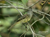 Yellow-bellied Elaenia - Elaenia flavogaster