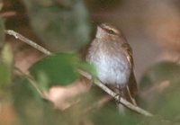 Fuscous Flycatcher - Cnemotriccus fuscatus