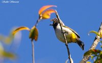 White-cheeked Bulbul - Pycnonotus leucogenys