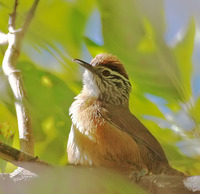 Happy Wren - Thryothorus felix