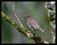 Black-billed Thrush - Turdus ignobilis