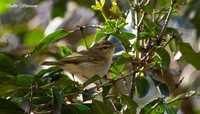 Greenish Warbler - Phylloscopus trochiloides