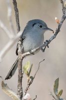 Cuban Gnatcatcher - Polioptila lembeyei