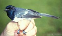 African Crested-Flycatcher - Trochocercus cyanomelas