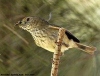 Brown Thornbill - Acanthiza pusilla