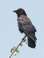 American Crow - Corvus brachyrhynchos