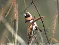 Chestnut-breasted Munia - Lonchura castaneothorax