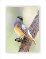 Little Rock Thrush (Monticola rufocinereus)