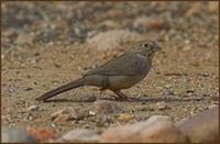 Canyon Towhee, Cave Creek