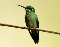 Green-crowned brilliant