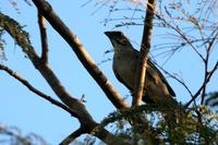 Green-winged  saltator   -   Saltator  similis   -