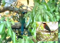 Blue-crowned Motmot, Rufous Motmot (inset)  