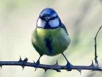 Chapim azul - Cyanistes caeruleus (Parus caeruleus) - Blue Tit Flickr