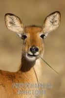 puku female chewing on a piece of grass stock photo