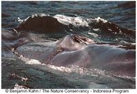 Bryde's Whale, Balaenoptera edeni