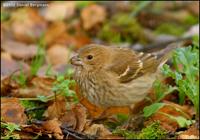 Common Rosefinch Carpodacus erythrinus