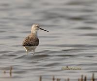 Marsh sandpiper C20D 02454.jpg