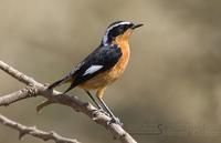 diademr�dstjert / moussier`s redstart (Phoenicurus moussieri)