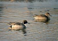 고방오리  Pintail Anas acuta