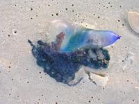 Portuguese Man O' War Physalia physalis