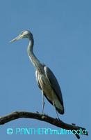 Ardea cinerea ssp