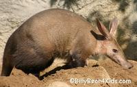 Aardvark.jpg - 33173 Bytes