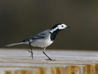 Pied Wagtail (Motacilla alba)