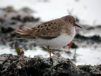 Temminck's Stint (Calidris temminckii)