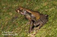 : Bufo haematiticus