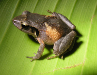 : Craugastor persimilis